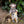 Load image into Gallery viewer, Maileg, Walter The Wildlife Guide Mouse