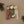 Load image into Gallery viewer, Olli Ella, Dozy Dinkums - Custard