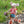 Load image into Gallery viewer, Maileg, Tricycle Mouse, Big Sister with Bag - Red