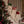 Avery Row, Christmas Stocking - Bows