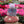 Betty Butterfly doll with velvet wings sitting on a mushroom, surrounded by colorful flowers in a whimsical garden.