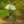 Floss and Rock, Colour Changing 3D Umbrella - Dinosaur