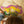 Floss and Rock,  Dinosaur Shaped Jigsaw (12 Piece)