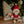 Little Dutch, Christmas Book with Small Jim