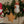 Little Dutch, Jim Christmas Tree Decorations