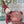 Maileg, Christmas Mouse, Baby in Suitcase