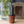 Maileg, Flower Pot with Cactus