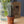 Maileg, Flower Pot with Cactus