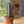 Maileg, Flower Pot with Cactus