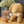 Maileg, Pet Supply, Toys