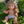 Mini Colettos, Kate (Blonde Hair Girl Doll with Blue Eyes)
