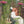 Little Dutch Binoculars - Forest Friends