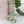Maileg, Rabbit, MY - Green