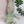 Maileg, Rabbit, MY - Green
